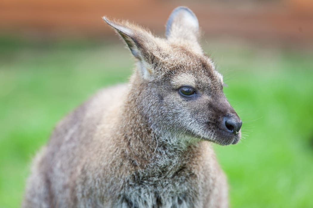 A wallaby.