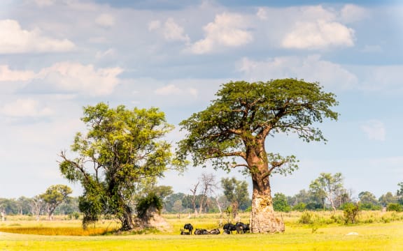 Baobab trees in Africa are an instantly recognisable part of the Savannah landscape, providing vital shade for the animals that live there.