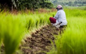 The Seeds For Life programme sees locals planting their own food.