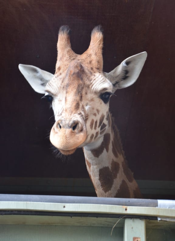 Shira, Auckland zoo giraffe