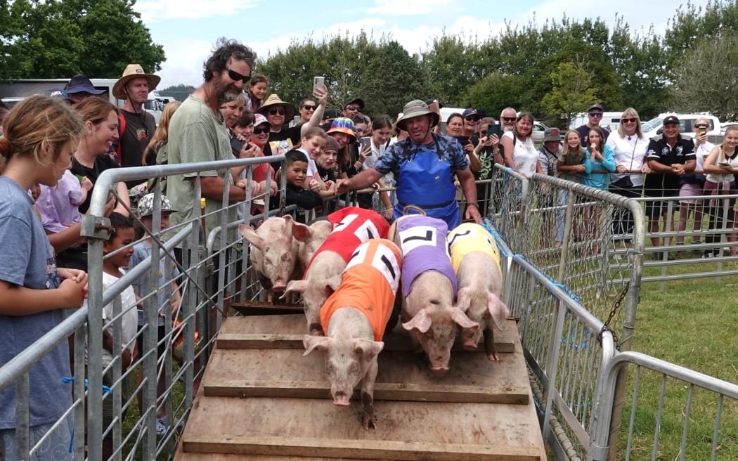 Runner number 1 takes an early lead in the noon pig race.