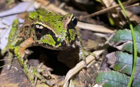 An Archey's frog
