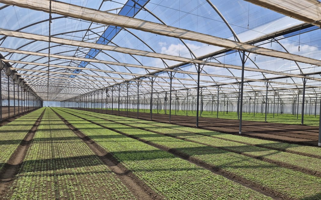 The innovative greenhouse technology essentially means they control the weather.