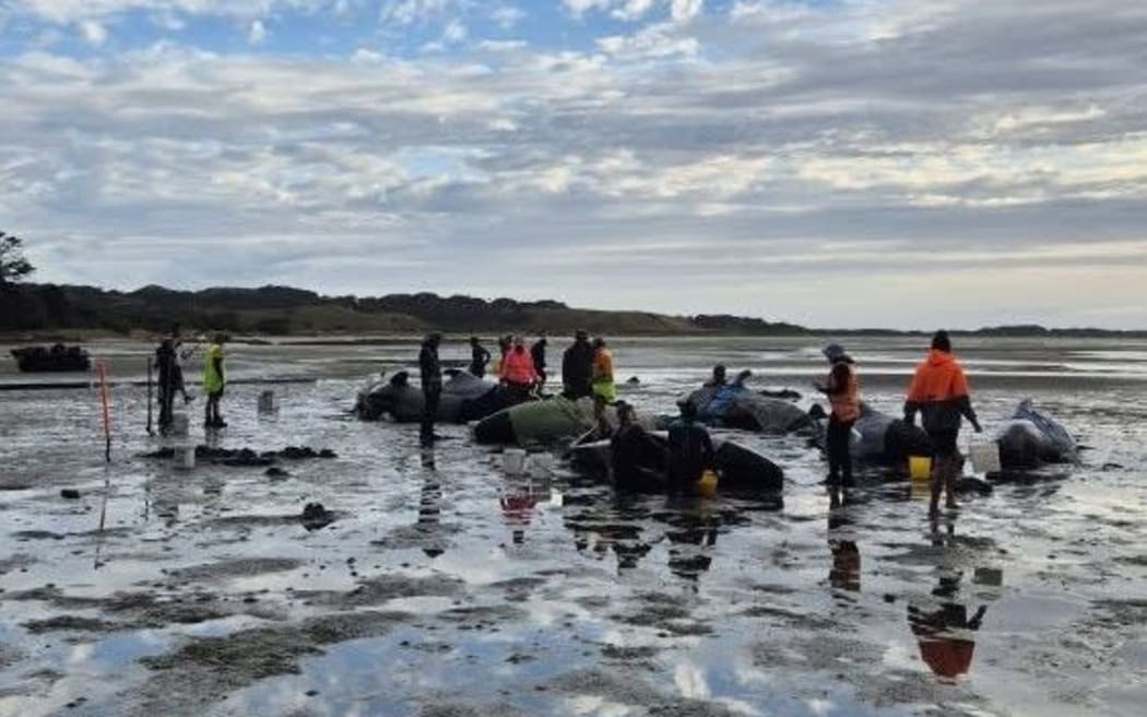 Whale stranding at Farewell Spit