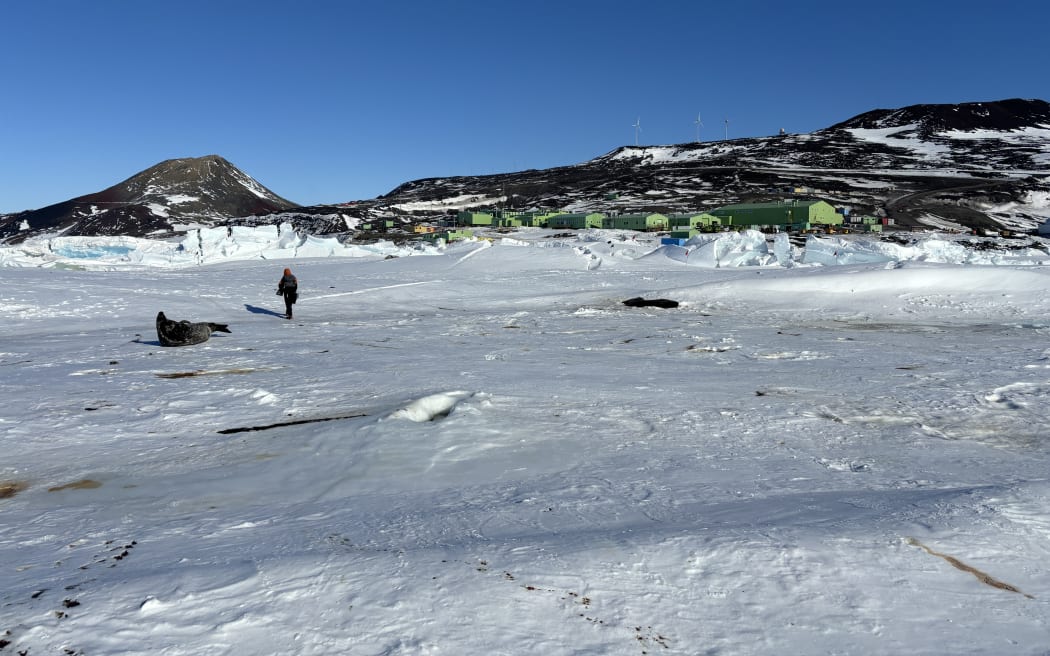 A wide shot with a figure walking between two large seals lounging on the ice, which is stained here and there with dark brown. The sky is bright blue and the green buildings of Scott Base are visible tucked into the base of a rocky hill.