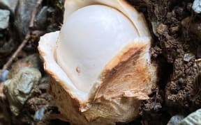 Fischer' egg fungi