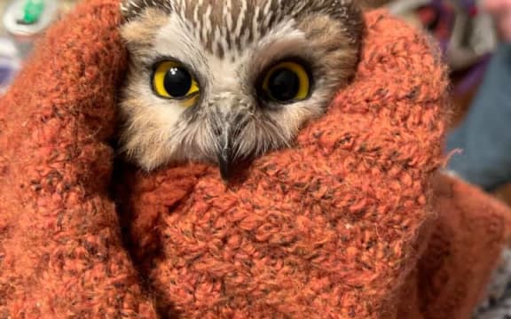 Rockefeller the owl.