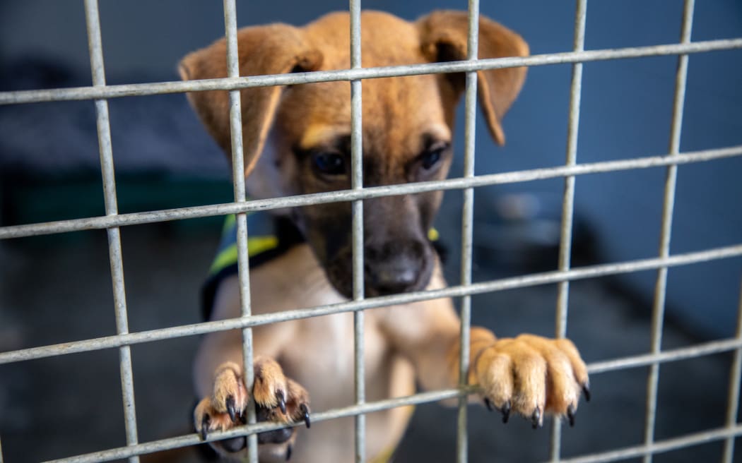 Dogs for Adoption