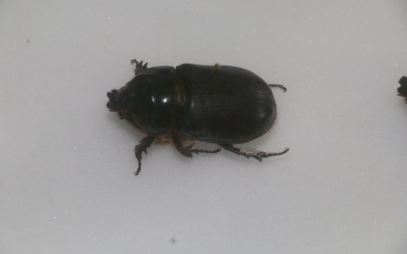 Coconut rhinoceros beetle