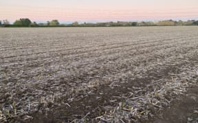 Boyds Asparagus says they woke up on 7 October, 2022 to see frost had frozen spears across their 160-hectare asparagus crop.