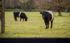 Cows in a paddock in the Hawke's Bay area