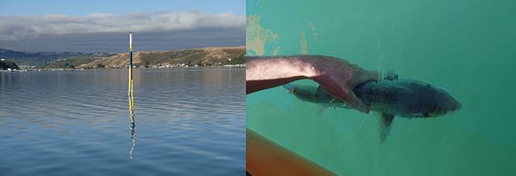 Warrick Lyon's GPS tracking system for rig shark (right, a small shark being released into the water) in Pauatahanui Inlet relies on a network of routers (left) positioned around the inlet to send GPS locations to a central computer.