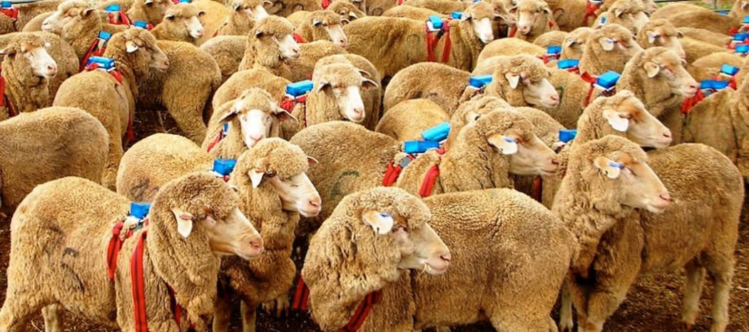 Images of Jenny Morton's Sheep Neuroscience Research