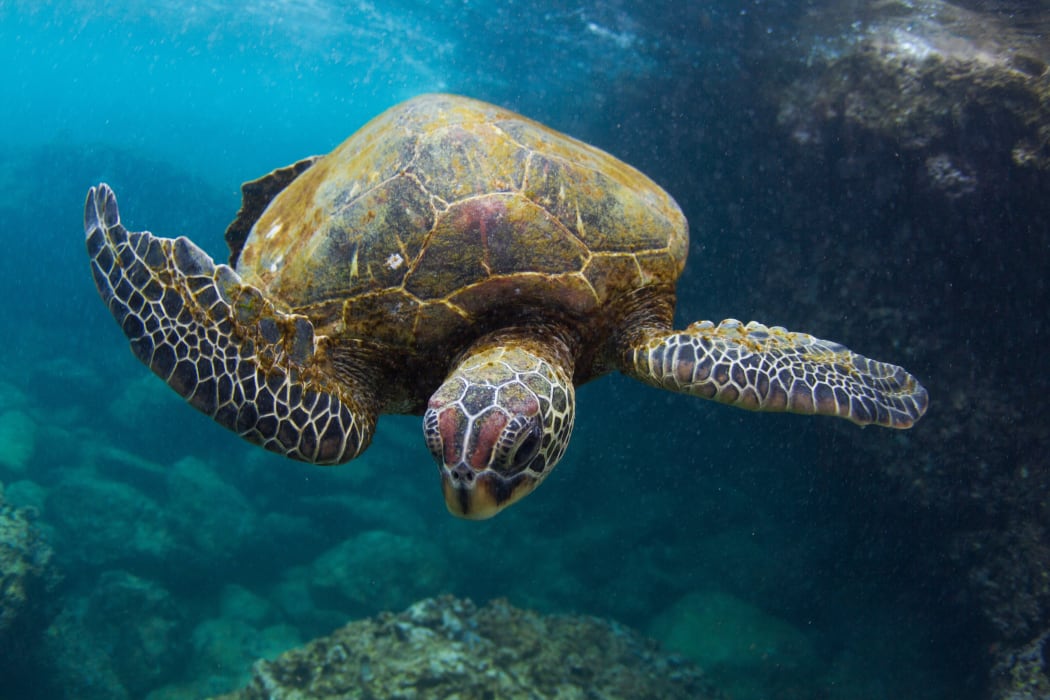 A Hawaiian green turtle.