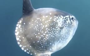 Hoodwinder sunfish - Mola tecta
