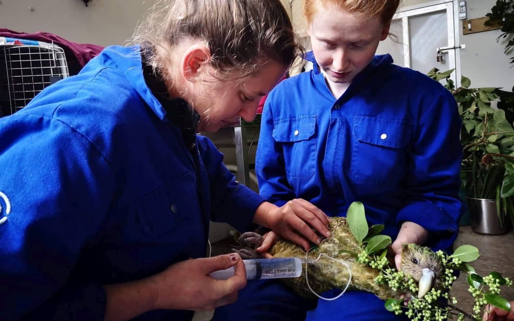 Kakapo Cyndy treated at Auckland Zoo