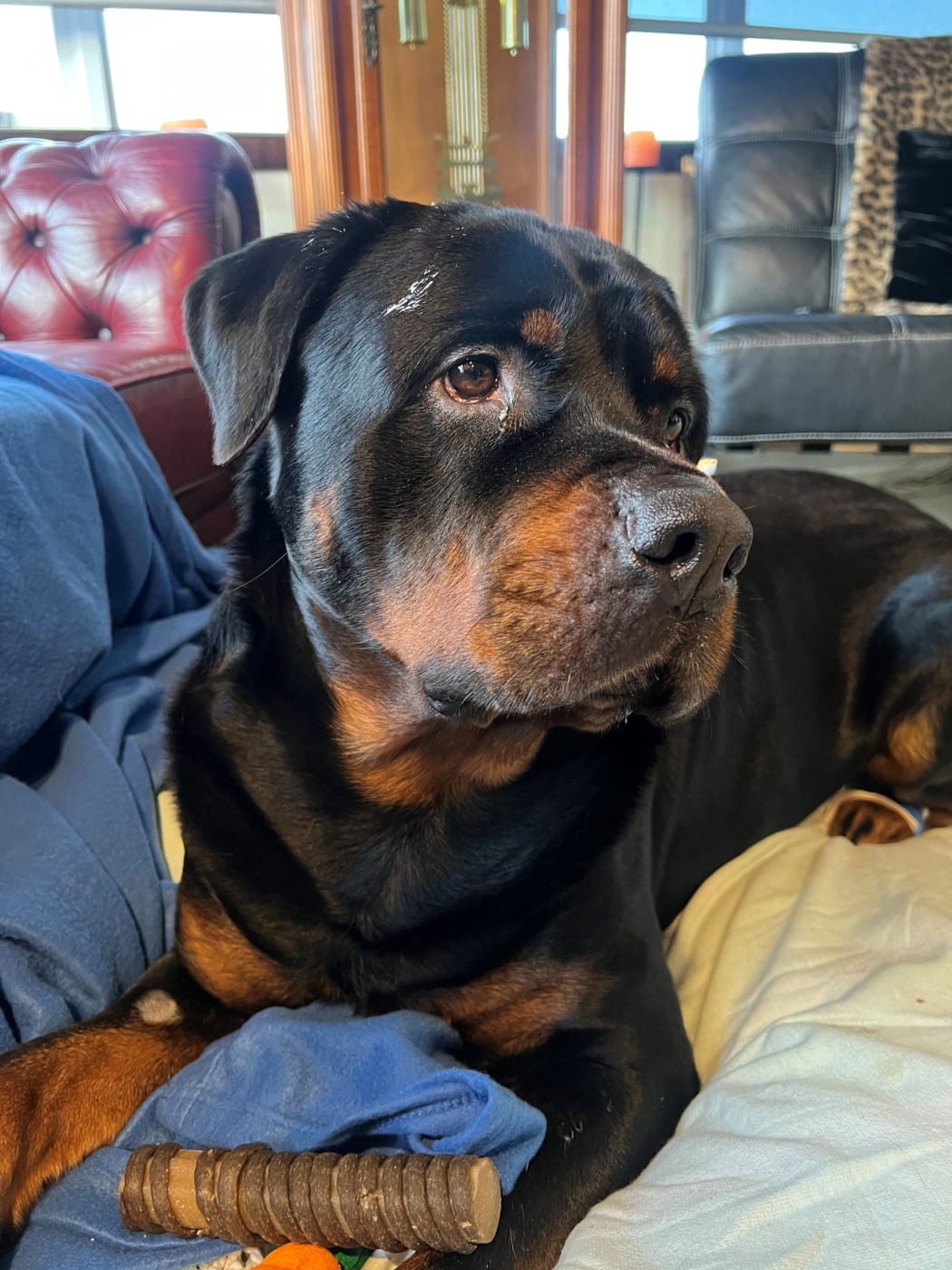 Down syndrome rottweiler sale