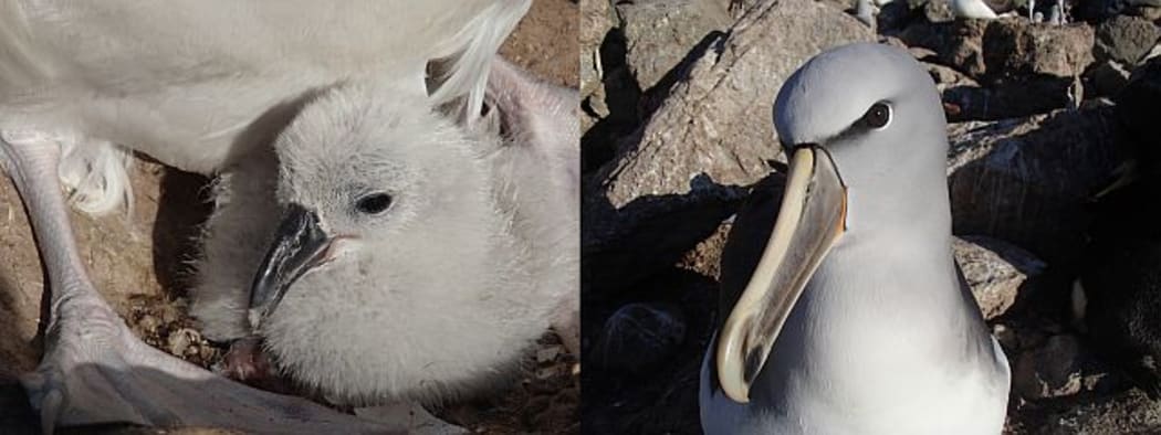 Salvin's albatrosses are small albatrosses which breed only at the Bounty Islands and on the Western Chain near the Snares. The chick (left) will take 4-5 months to fledge.