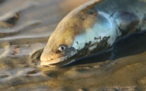 A tuna/eel lies exposed on the shores of one of the country’s most polluted lakes, Te Waihora/Lake Ellesmere, near Christchurch.