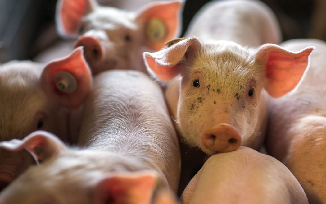Two-week-old pigs stand in a stall at an animal breeding farm in Losten, Germany, on  21 August 2014.
