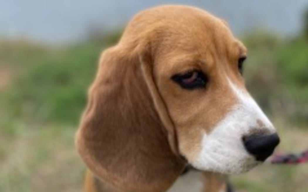 Photo of Digby Flash Bangdon