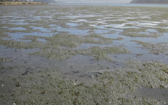 Porirua Harbour at low-tide.