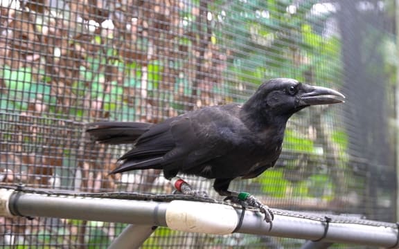 Mariana Crow, known as “Aga” in Chamorro.