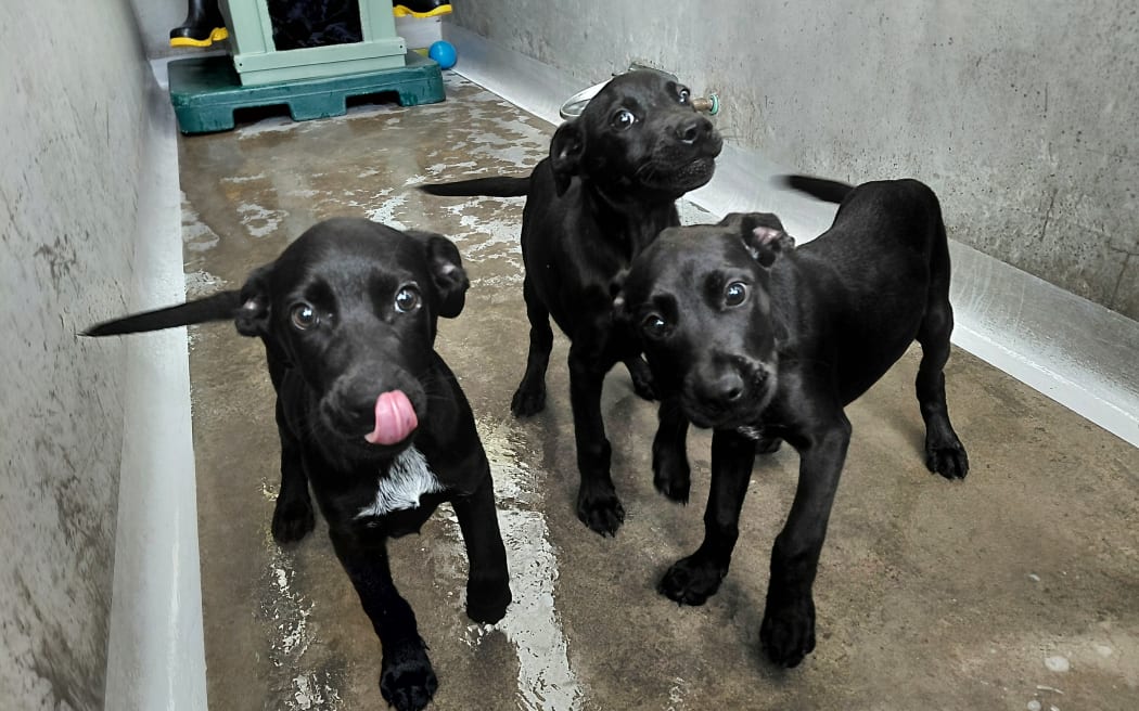 The three puppies taken into police care.