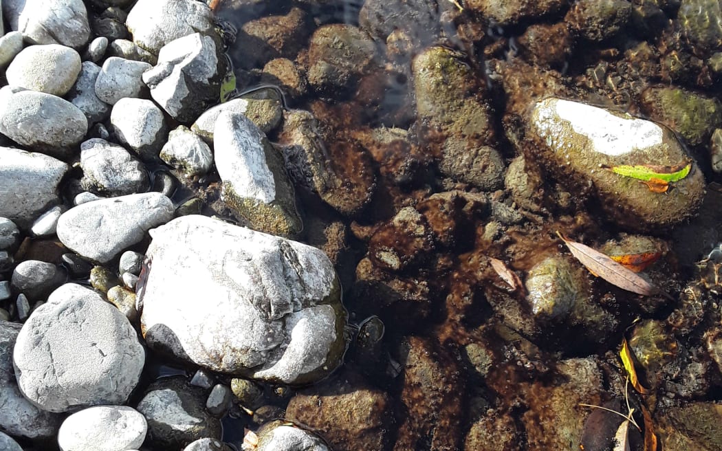 Toxic algae in the Waikanae River in Kāpiti.