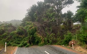 Tree down on Nook Rd in Parua Bay in Northland