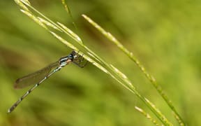 Austrolestes colensonis Blue damselfly