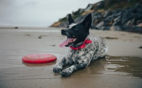A dog sits on the sand at a beach panting with a frisbee nearby.