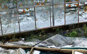 A twister moving through this glasshouse in Motueka forced those on site to shelter in a shipping container.