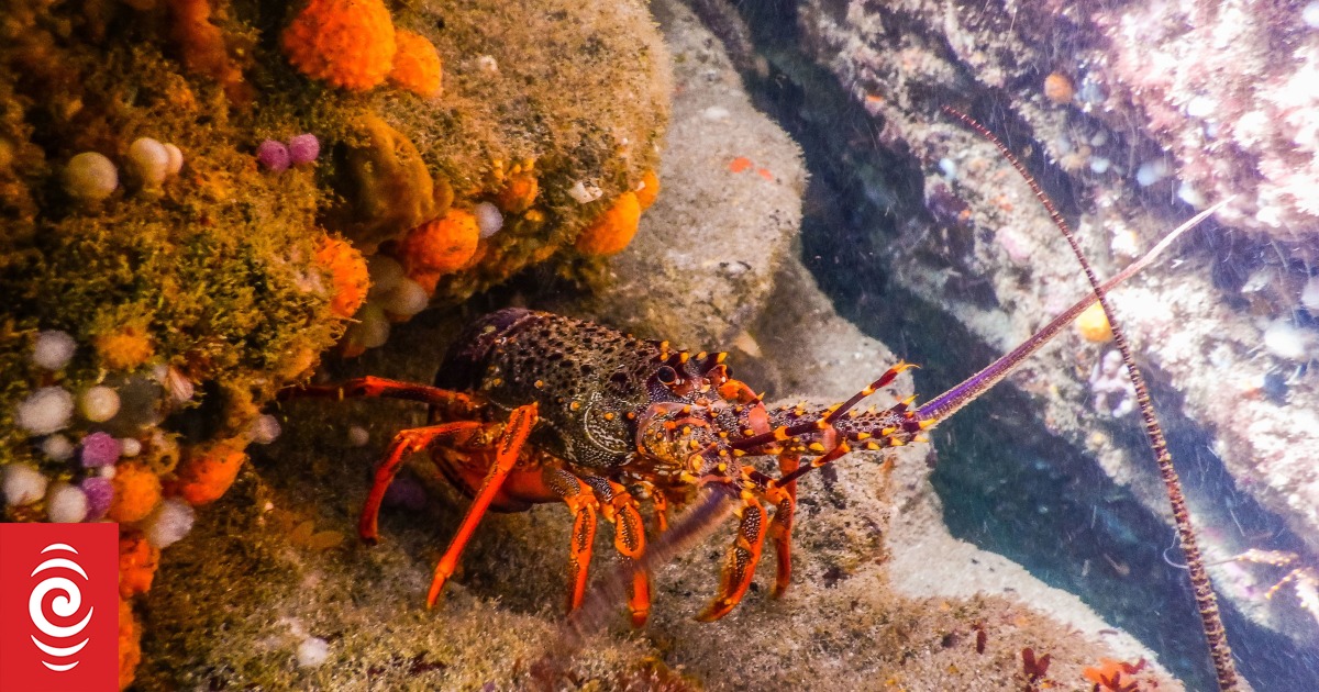 Kōura research to focus on Parininihi Marine Reserve