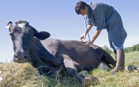 Veterinarian attending to a sick cow