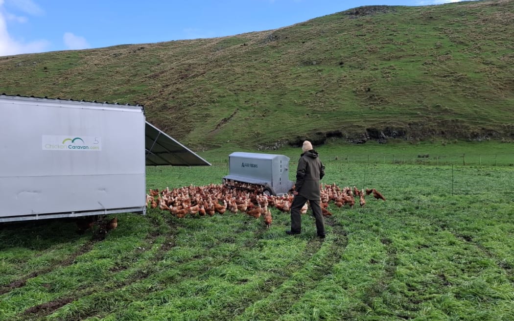 Animal rescue at Forage Farm Motukarara.