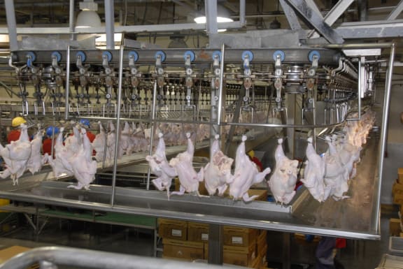 Chicken processing, USA