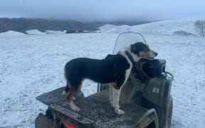 Early morning snow on a farm at Glenham, Southland, on Tuesday 6 September 2022.