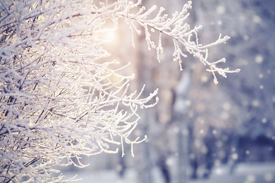 Branches in hoarfrost and snow in the winter, are lit with the sun.