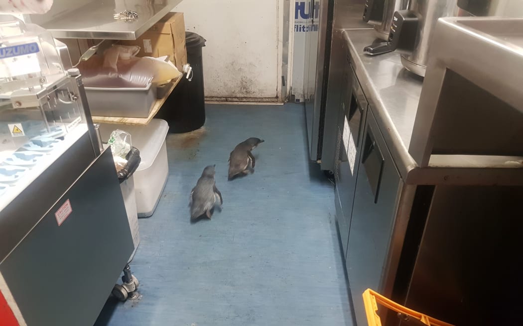 Two Blue Penguins find a nesting spot in a central Wellington sushi store