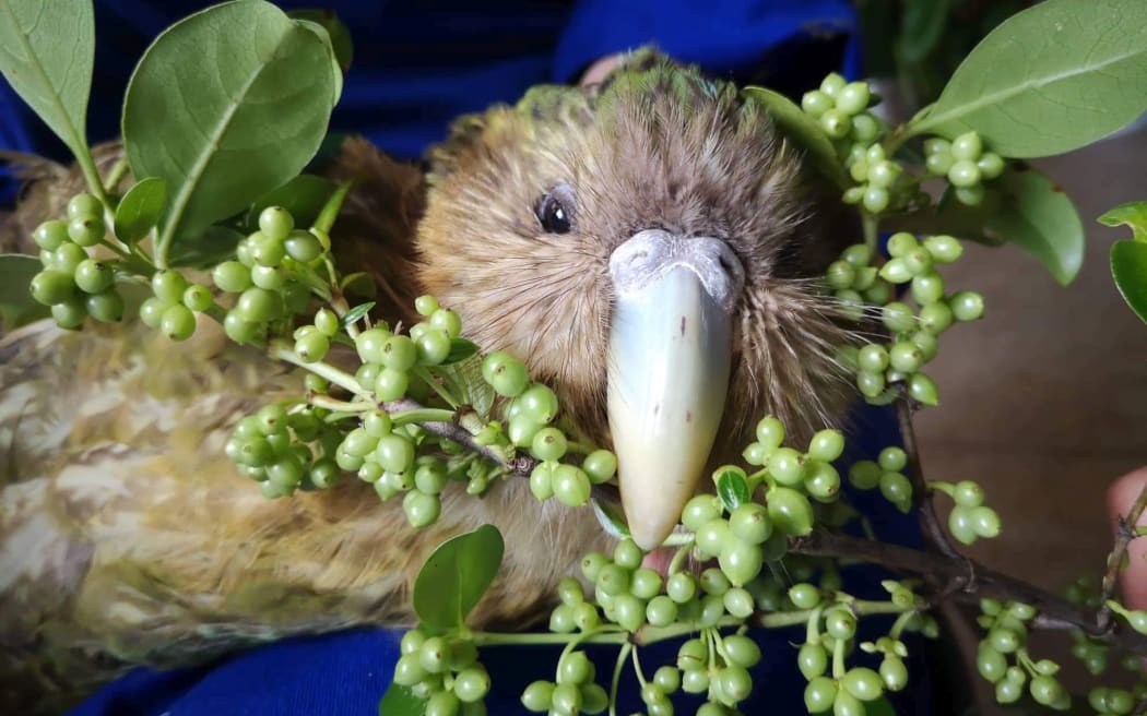 Kakapo Cyndy treated at Auckland Zoo