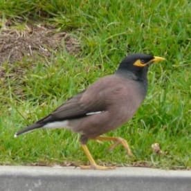 Photo for Myna