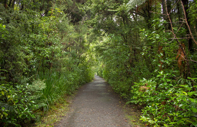 A walking track in the Waipoua Forest.