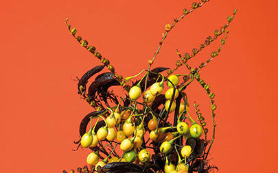 The Courtesan, Poroporo (Solanum sp.) 2016 by Ann Shelton