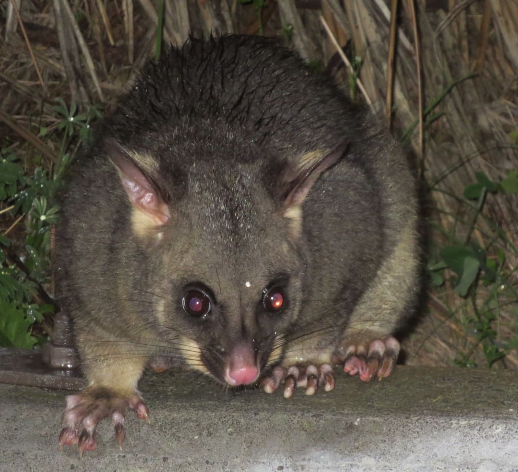 Brushtail possum