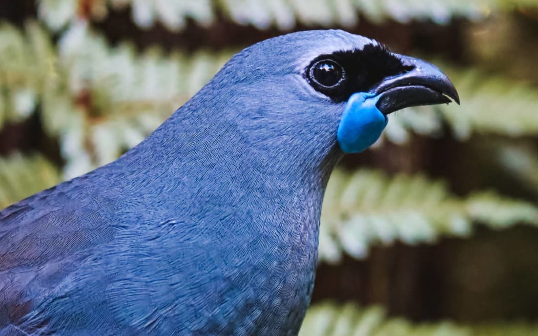 Kahurangi was the only one of her species held in captivity anywhere in the world.