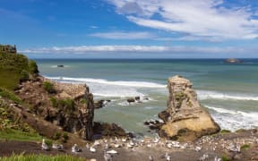 Gannet colony at Muriwai beach, North Island, New Zealand