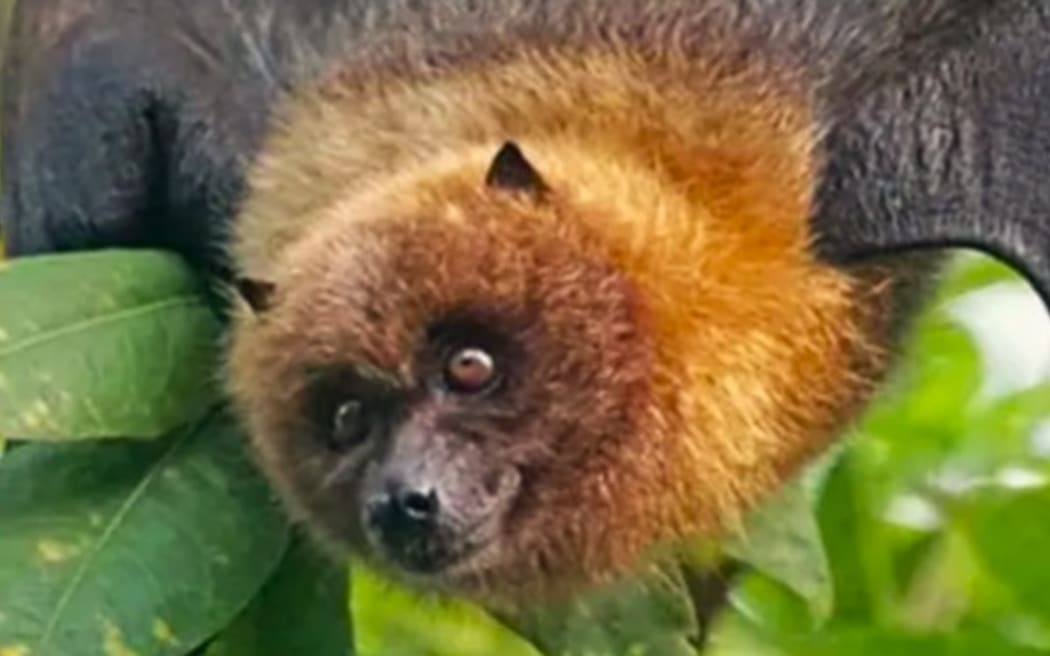 A flying fox