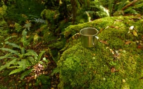 Tea on Moss Whirinaki Forest