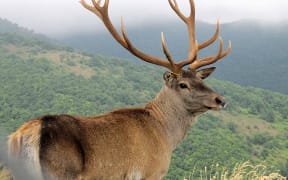 Maral Deer